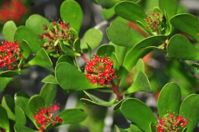 Lumnitzera littorea, photographed by Ben Hayden