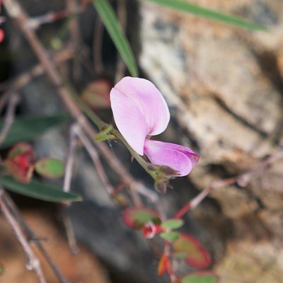 Tephrosia palmeri, photographed by Bill Levine