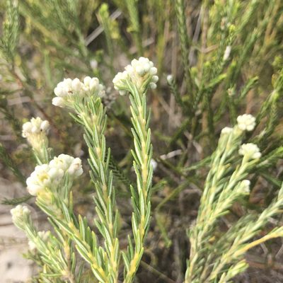 Phylica imberbis, photographed by Sean Privett