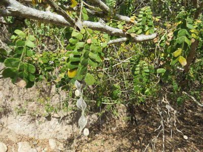 Pityrocarpa obliqua, photographed by Alexis López Hernández