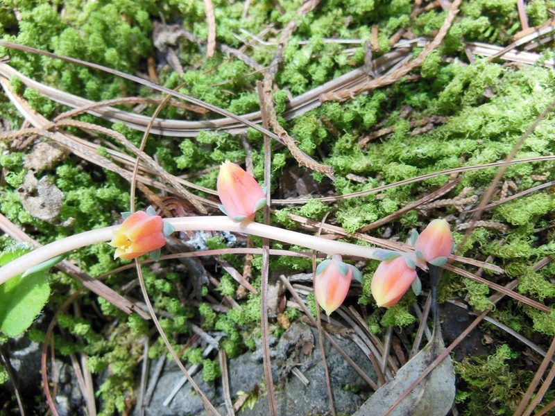 Echeveria bella, photographed by Neptalí Ramírez Marcial