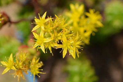 Sedum mexicanum, photographed by Neptalí Ramírez Marcial