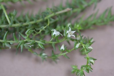 Villadia albiflora, photographed by Neptalí Ramírez Marcial