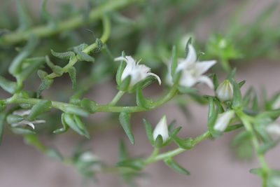 Villadia albiflora, photographed by Neptalí Ramírez Marcial