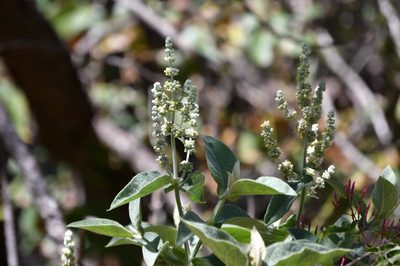 Buddleja crotonoides, photographed by Neptalí Ramírez Marcial