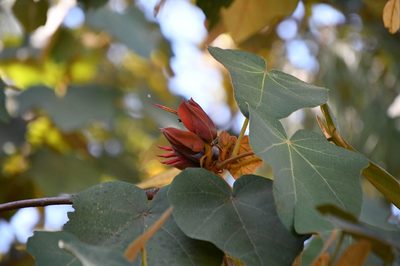 Chiranthodendron pentadactylon, photographed by Neptalí Ramírez Marcial