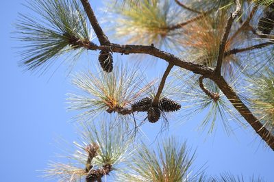 Pinus montezumae, photographed by Neptalí Ramírez Marcial