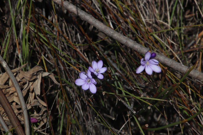 Thereianthus juncifolius, photographed by Tony Rebelo