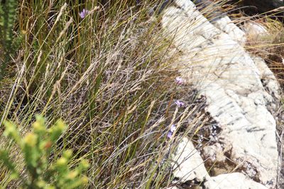 Thereianthus juncifolius, photographed by Tony Rebelo
