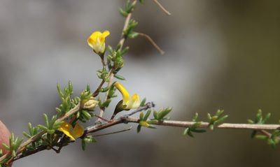 Aspalathus serpens, photographed by Tony Rebelo