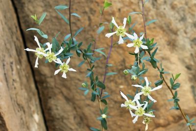Crossosoma bigelovii, photographed by Fluff Berger