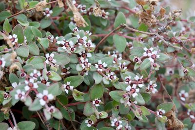 Euphorbia pediculifera, photographed by Fluff Berger