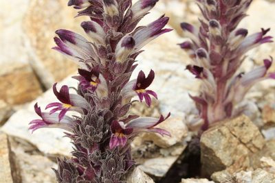 Orobanche cooperi, photographed by Fluff Berger