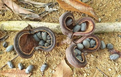 Sterculia foetida, photographed by Cheongweei Gan