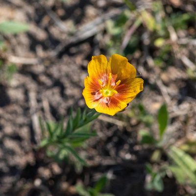 Linum rigidum, photographed by tcantrell52