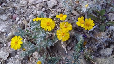 Thymophylla micropoides, photographed by Luc Wyn
