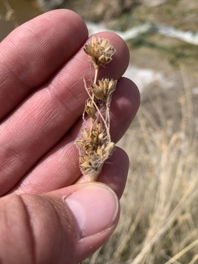 Juncus cooperi, photographed by william_hoyer