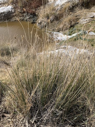 Juncus cooperi, photographed by william_hoyer