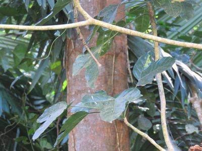 Dendropanax arboreus, photographed by Alexis López Hernández