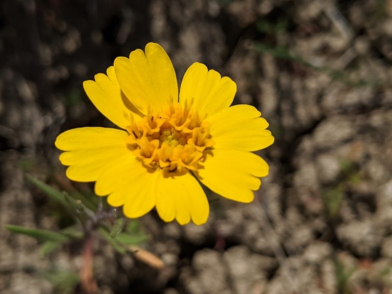 Madia radiata, photographed by Ken-ichi Ueda