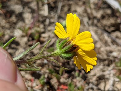 Madia radiata, photographed by Ken-ichi Ueda