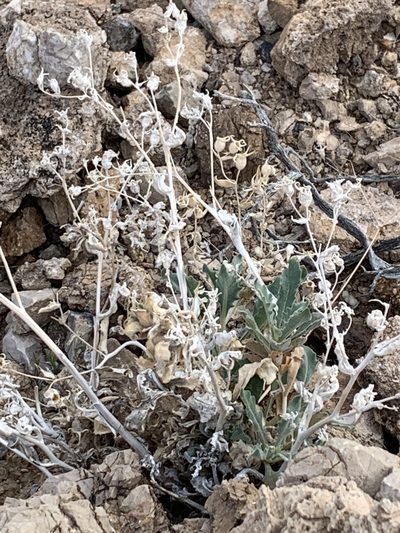 Mentzelia oreophila, photographed by william_hoyer