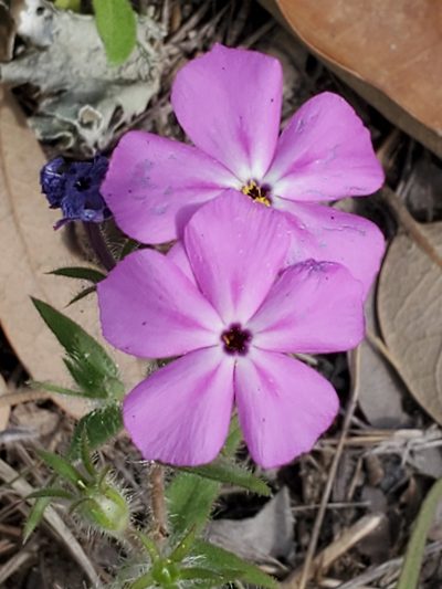 Phlox glabriflora, photographed by johnyochum