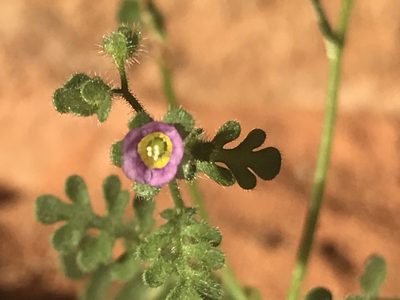 Eucrypta micrantha, photographed by Stephanie Taylor