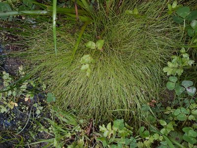 Isolepis sepulcralis, photographed by Leon Perrie