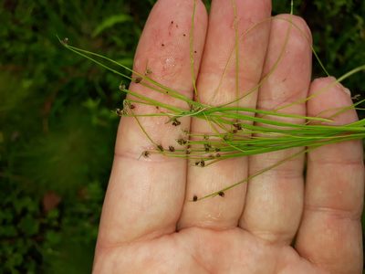 Isolepis sepulcralis, photographed by Leon Perrie