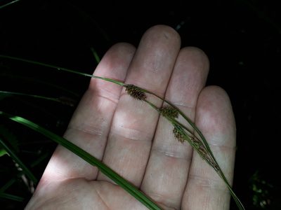 Carex dissita, photographed by Leon Perrie