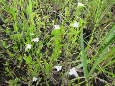 Lindernia parviflora, photographed by douglaseustonbrown