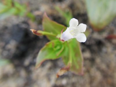 Lindernia parviflora, photographed by douglaseustonbrown