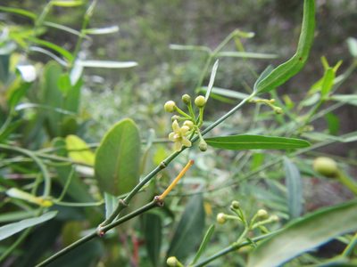 Secamone filiformis, photographed by douglaseustonbrown