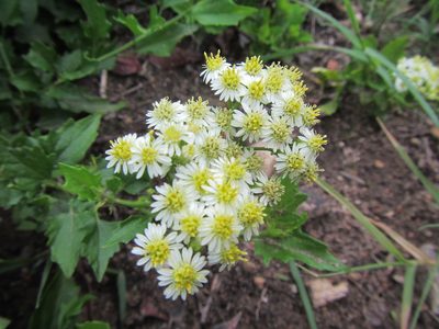Microglossa mespilifolia, photographed by douglaseustonbrown