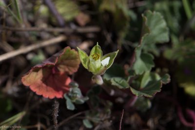 California macrophylla, photographed by Ken-ichi Ueda