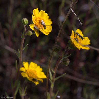 Madia radiata, photographed by Ken-ichi Ueda