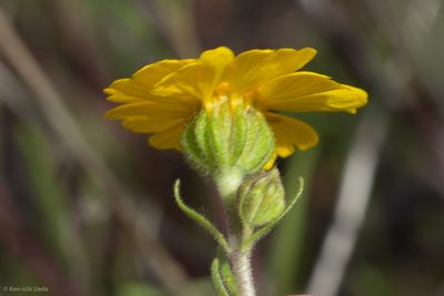 Madia radiata, photographed by Ken-ichi Ueda