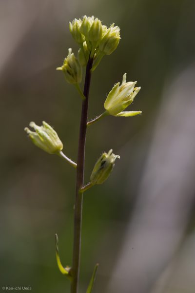Streptanthus flavescens, photographed by Ken-ichi Ueda