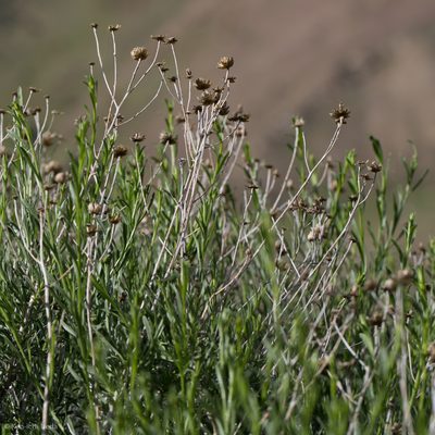 Eastwoodia elegans, photographed by Ken-ichi Ueda