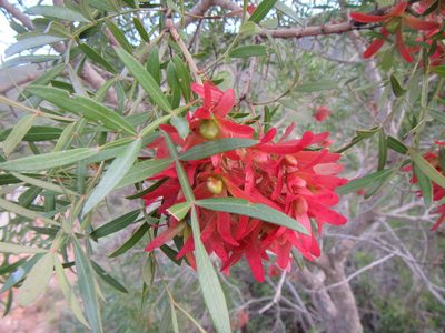 Loxostylis alata, photographed by douglaseustonbrown
