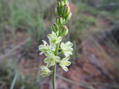 Eriospermum zeyheri, photographed by douglaseustonbrown