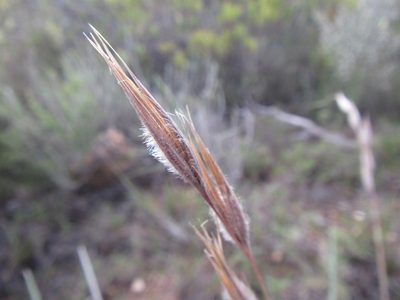 Tristachya leucothrix, photographed by douglaseustonbrown