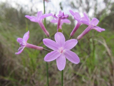 Tulbaghia violacea, photographed by douglaseustonbrown