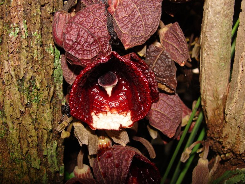 Aristolochia arborea, photographed by Alexis López Hernández