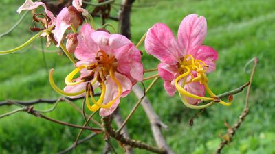 Cassia javanica, photographed by Alexis López Hernández