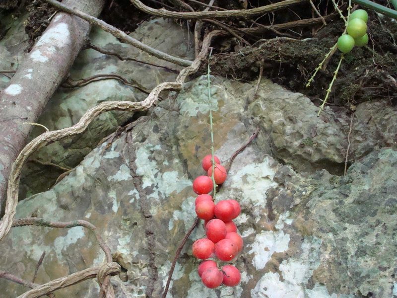 Disciphania calocarpa, photographed by Alexis López Hernández