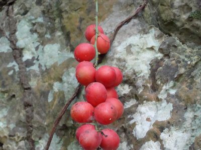 Disciphania calocarpa, photographed by Alexis López Hernández