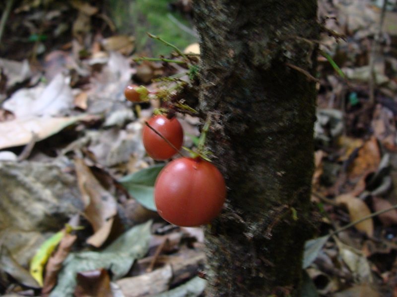 Recchia simplicifolia, photographed by Alexis López Hernández