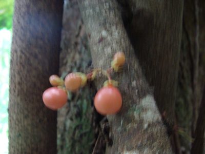 Recchia simplicifolia, photographed by Alexis López Hernández
